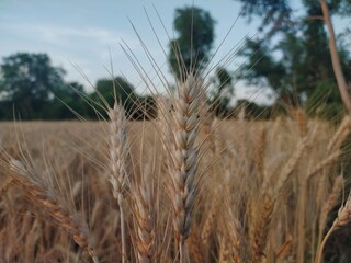  The sight of golden wheat fields against a clear blue sky never fails to make me smile 