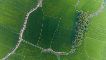 The many green rice fields separated by peasant paths, in summer and a sunny day