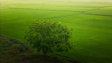 The many green rice fields separated by peasant paths, in summer and a sunny day