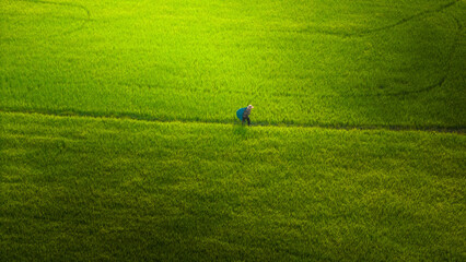 The many green rice fields separated by peasant paths, in summer and a sunny day - obrazy, fototapety, plakaty