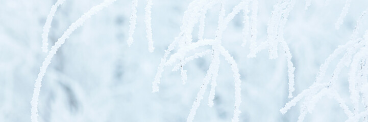 Snow and rime ice on the branches of bushes. Trees covered with hoarfrost. Plants in the park are covered with hoar frost. Cold snowy winter weather. Frosting texture. Wide panoramic light background. - obrazy, fototapety, plakaty