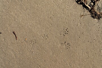 native australian animal footprint in the sand on the  beach in tasmania australia - obrazy, fototapety, plakaty