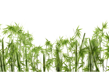 Obraz premium Tall Green Plants Against White Background. On a White or Clear Surface PNG Transparent Background..