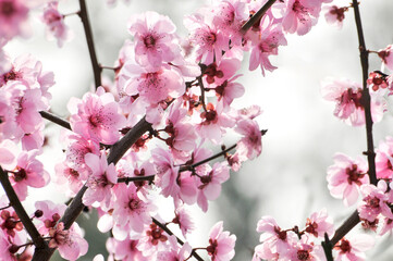 blossoming plum blossom in spring