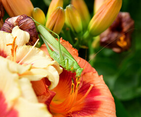 large green grasshopper eats pollen on flowers of daylily