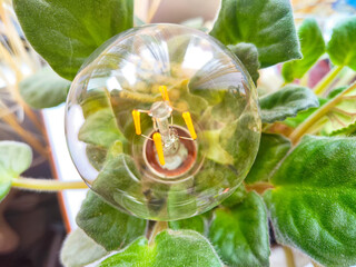 A transparent glass lamp in a green violet plant like a flower. The end of the environmental...
