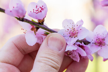 Farm worker examining blooming peach tree branch in spring, close up of male hand touching gentle delicate fruit tree blossom