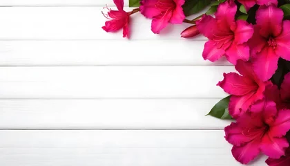Rolgordijnen pink azaleas flower, floral background, on a white wooden background with copy space  © PREM