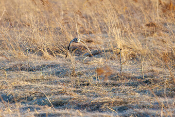 夕暮れの葦原から飛び出す美しいコミミズク（フクロウ科）。

日本国埼玉県、荒川河川敷にて。
2024年3月23日撮影。

A beautiful Short-eard Owl (Asio flammeus, family comprising owls) flying out of a reed bed in twilight.

At Arakawa riverbed, Saitama pref