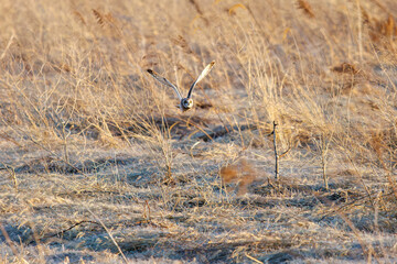 夕暮れの葦原から飛び出す美しいコミミズク（フクロウ科）。

日本国埼玉県、荒川河川敷にて。
2024年3月23日撮影。

A beautiful Short-eard Owl (Asio flammeus, family comprising owls) flying out of a reed bed in twilight.

At Arakawa riverbed, Saitama pref