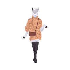 Fototapeta premium Chic alpaca in sweater and boots vector illustration