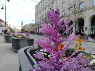flowers in the street