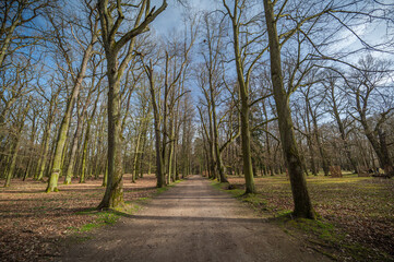 Fototapeta na wymiar Path with huge trees and sky in the park Blatná, Czech Republic, horizontal