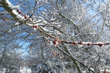 G10 Árbol nevado, bosque nevado, Cataluña, Collsuspines 