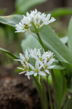 Wood garlic (Allium ursinum) in bloom.