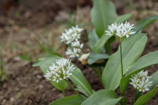 Wood garlic (Allium ursinum) in a garden. Copy space.