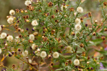 Bush perennial aster has finished blooming, seeds