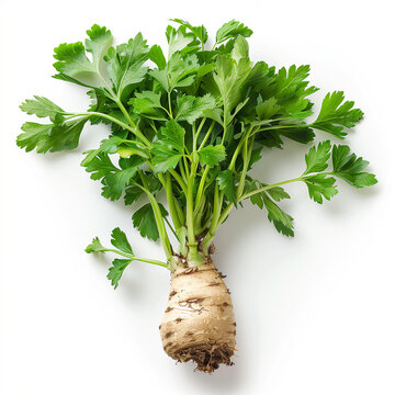A celeriac or celery root stands alone against a clean white background, showcasing its unique texture and appearance