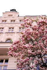pink blossom magnolia