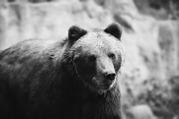 Portraif of beautiful brown bear.   © Michaela Pilch