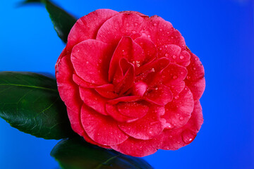 A water soaked Camellia flower starts to bloom