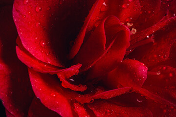 A close-up macroi picture of a water soaked Camellia flower