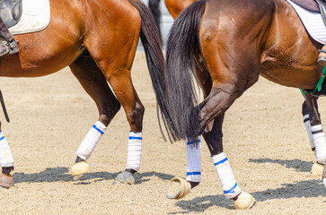 detail of the legs of two horses in a horseball game, equestrian sport concept