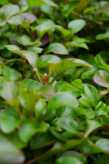 nasturtium officinale