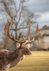 Portrait of European Fallow Deer at Blatna Castle. Beautiful Closeup of a Deer Buck in Czech Republic. Alert Ruminant Mammal in European Park. © nicolecedik