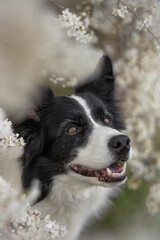 Portrait of Border Collie Smiling Among White Blooming Tree. Cute Vertical Sheepdog during Spring. Happy Black and White Dog.