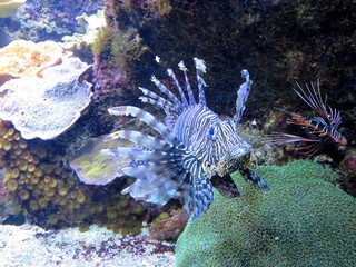Poisson