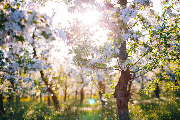 White flowers of a blooming apple tree on a sunny day close-up. - 772931775