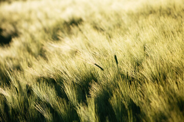 Bright spikes of barley in the summer field glow under the sun's rays.