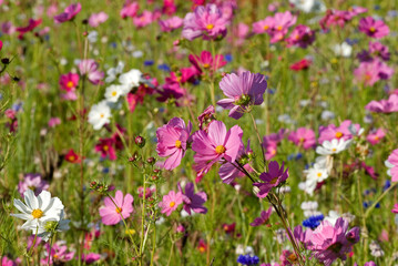 Naklejka premium Prairie fleurie, Cosmos bipinnatus , Cosmos