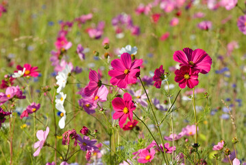 Fototapeta premium Prairie fleurie, Cosmos bipinnatus , Cosmos