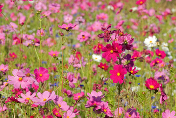 Prairie fleurie, Cosmos bipinnatus , Cosmos