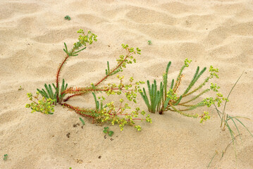 Euphorbia paralias, Euphorbe maritime