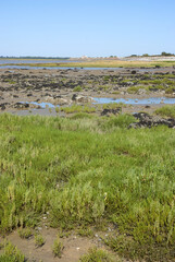 Salicornia europaea, Salicorne, Baie de Bourgneuf, 85, Vendée, France