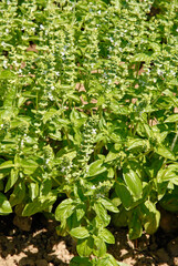 Ocymum basilicum 'Genovese' , Basilic
