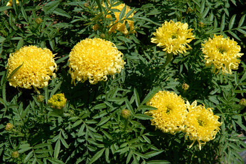Tagetes patula 'Pollux citron' , Oeillet d'inde