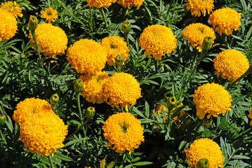 Tagetes patula 'Pollux orange' , Oeillet d'inde