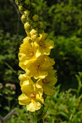 Bouillon blanc, Molène, Verbascum thapsus