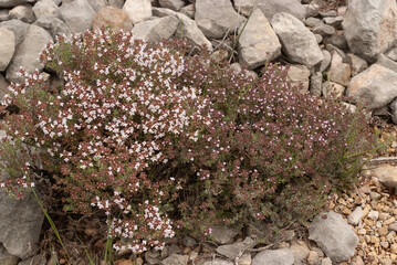 Thymus serpyllum, Thym de montagne