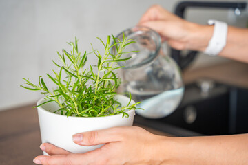 Young woman takes care and waters of rosemary in a flower pot in the kitchen. Growing fresh greens...
