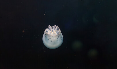 underwater photos of jellyfish Stomolophus meleagris, Cannonball jellyfish © Minakryn Ruslan 