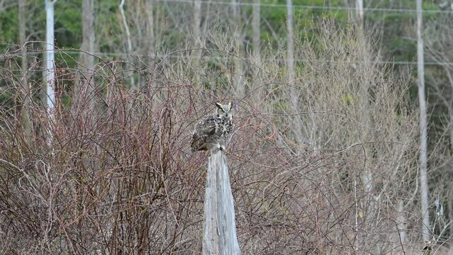 Great horned owl flying between tree stomps in slow motion 