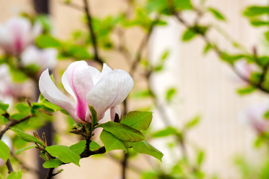 big bright flower of magnolia soulangeana tree in full bloom. beautiful urban background on a sunny day in spring