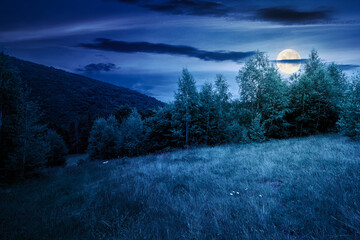 deciduous trees on a grassy meadow at night. magical carpathian landscape in full moon light - 772939916