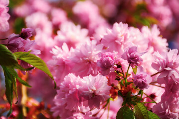 pink cherry blossom in morning light. lush floral background. spring holiday season - 772939941