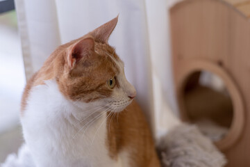 Obraz premium 窓辺でくつろぐ猫 茶トラ白